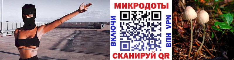 Галлюциногенные грибы Psilocybe Купино
